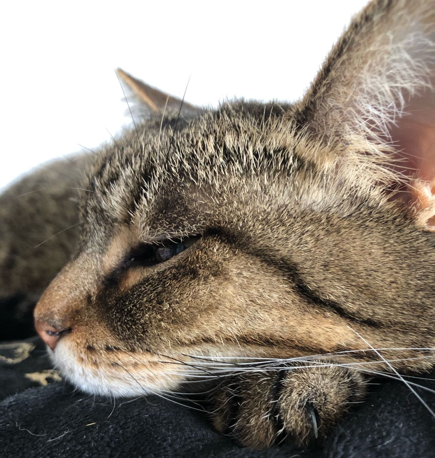Portrait de Citrouille, la cat