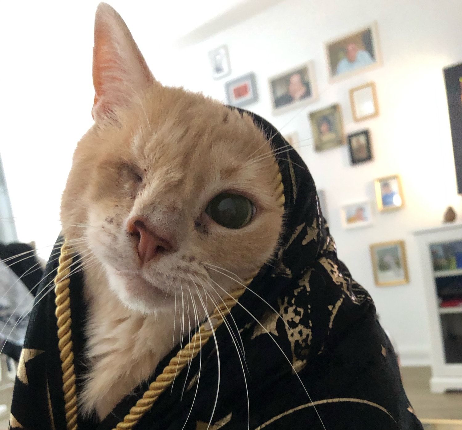 Portrait de hanibal, la cat