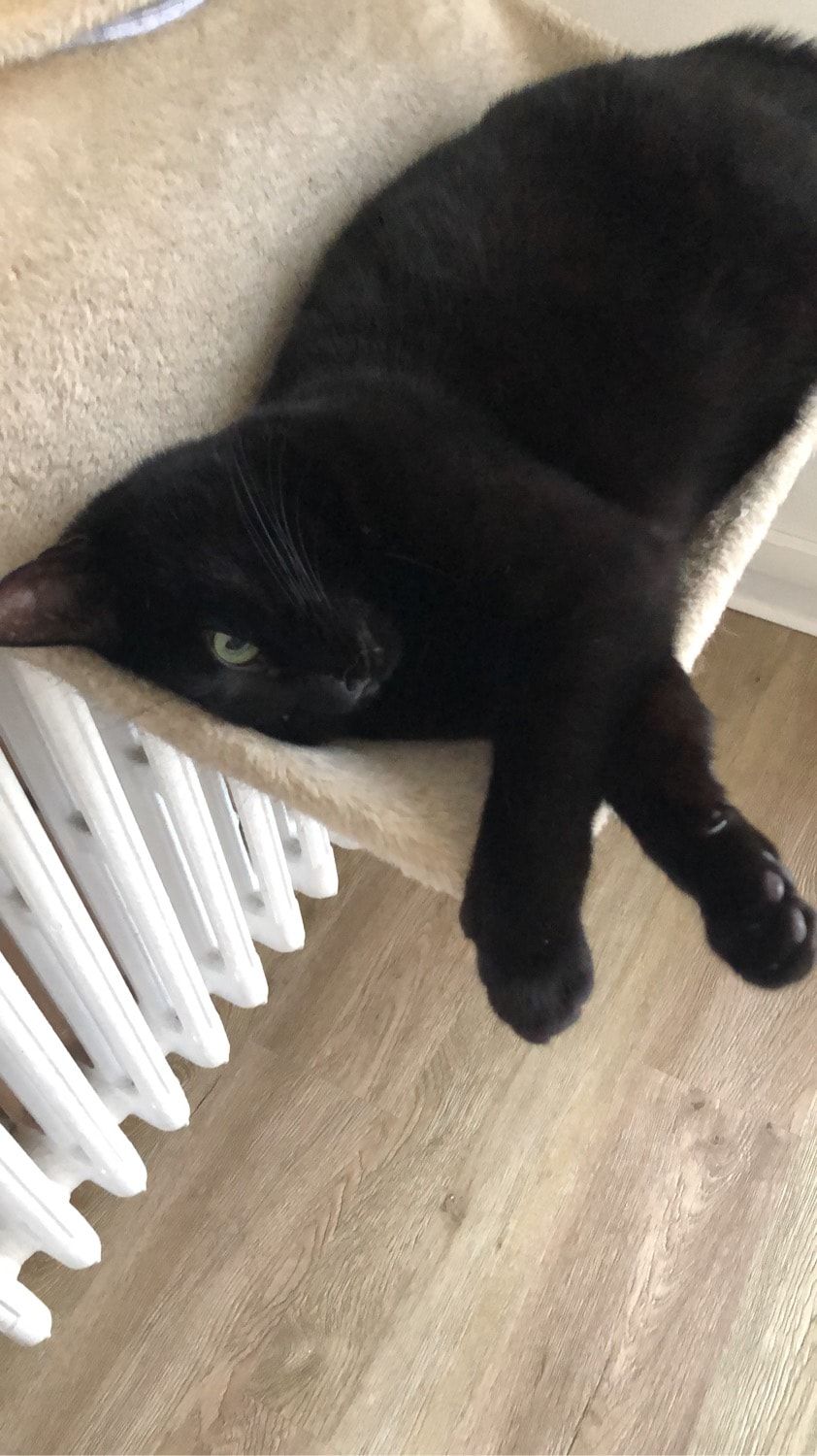 Portrait de Sorcière , la cat