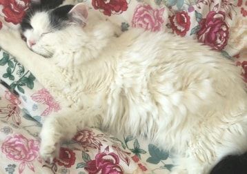 Portrait de Lola, la cat