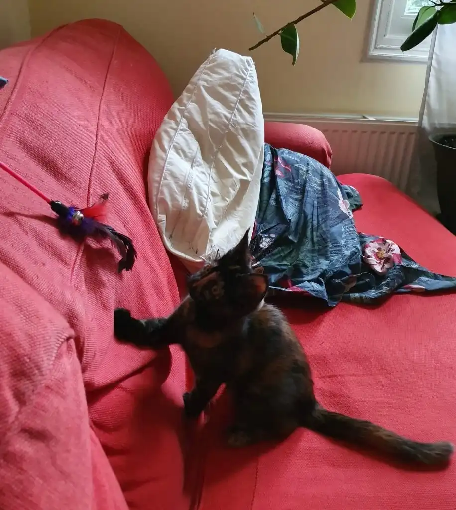image-8