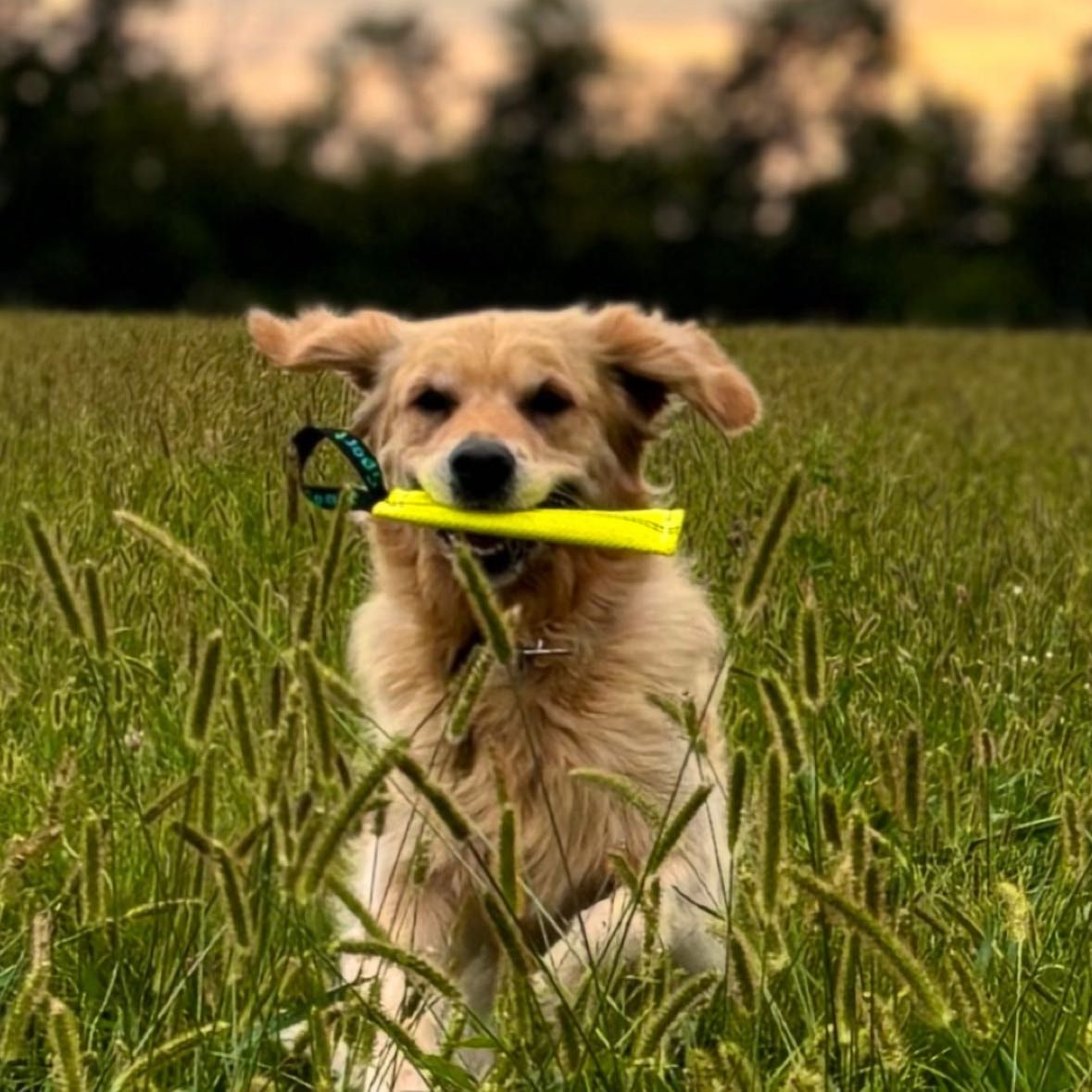 Foto di Laika, il dog