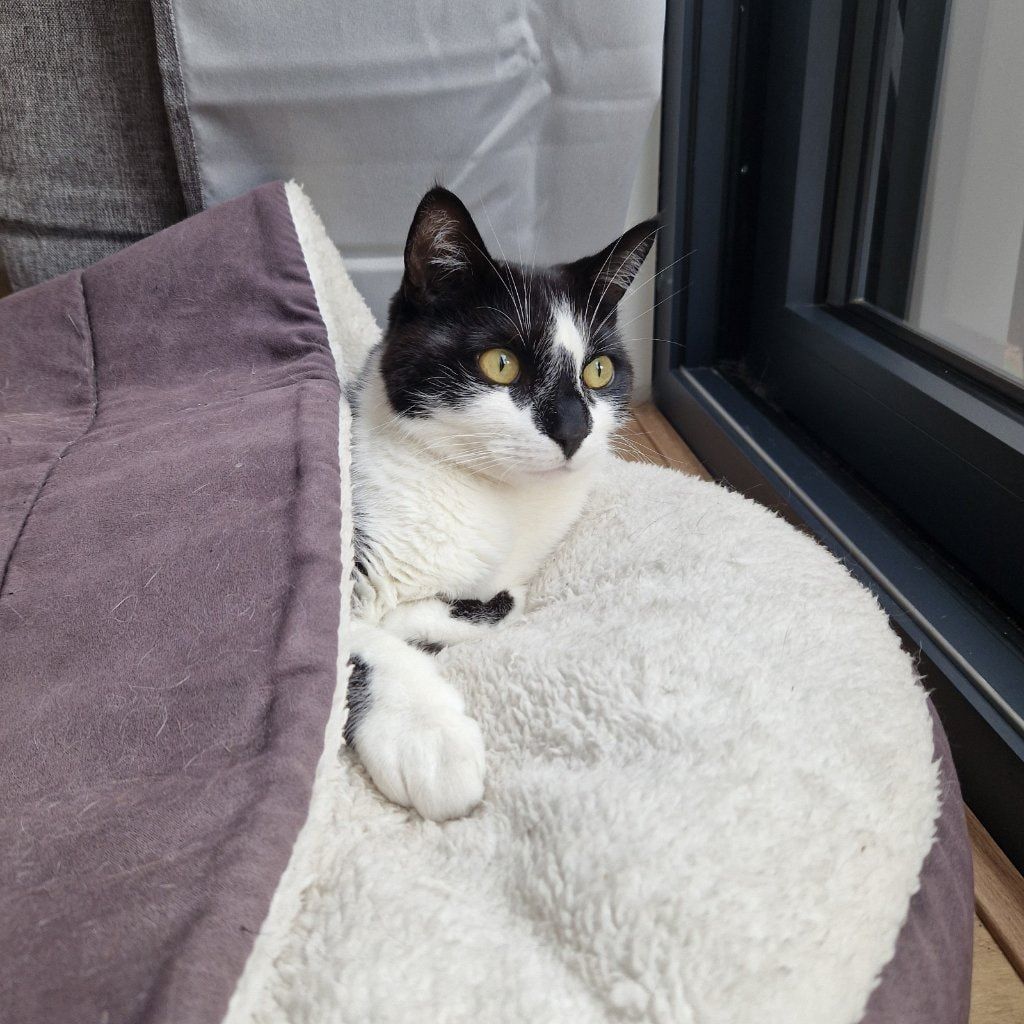 Portretfoto van Duvel, de cat