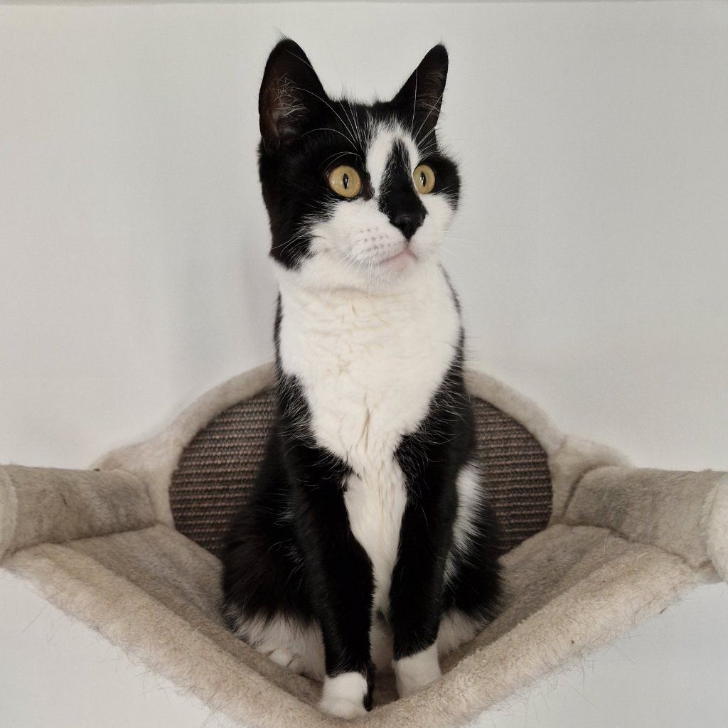 Portretfoto van Dexter, de cat