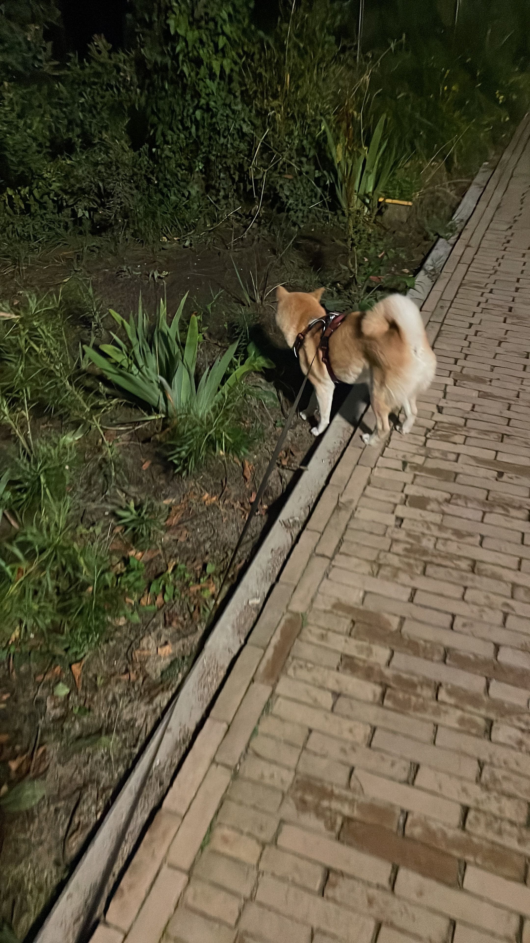 image-12