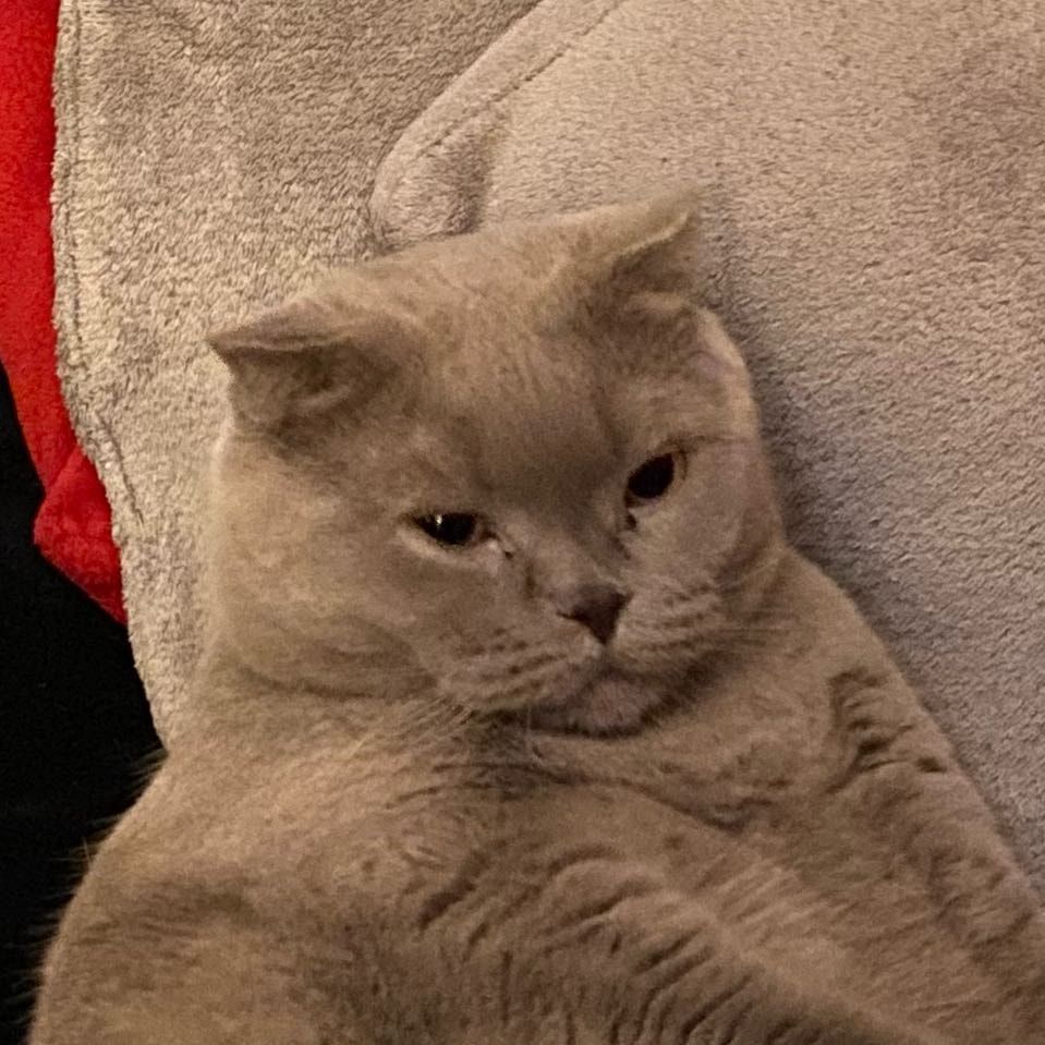 Portrait de Scotty , la cat