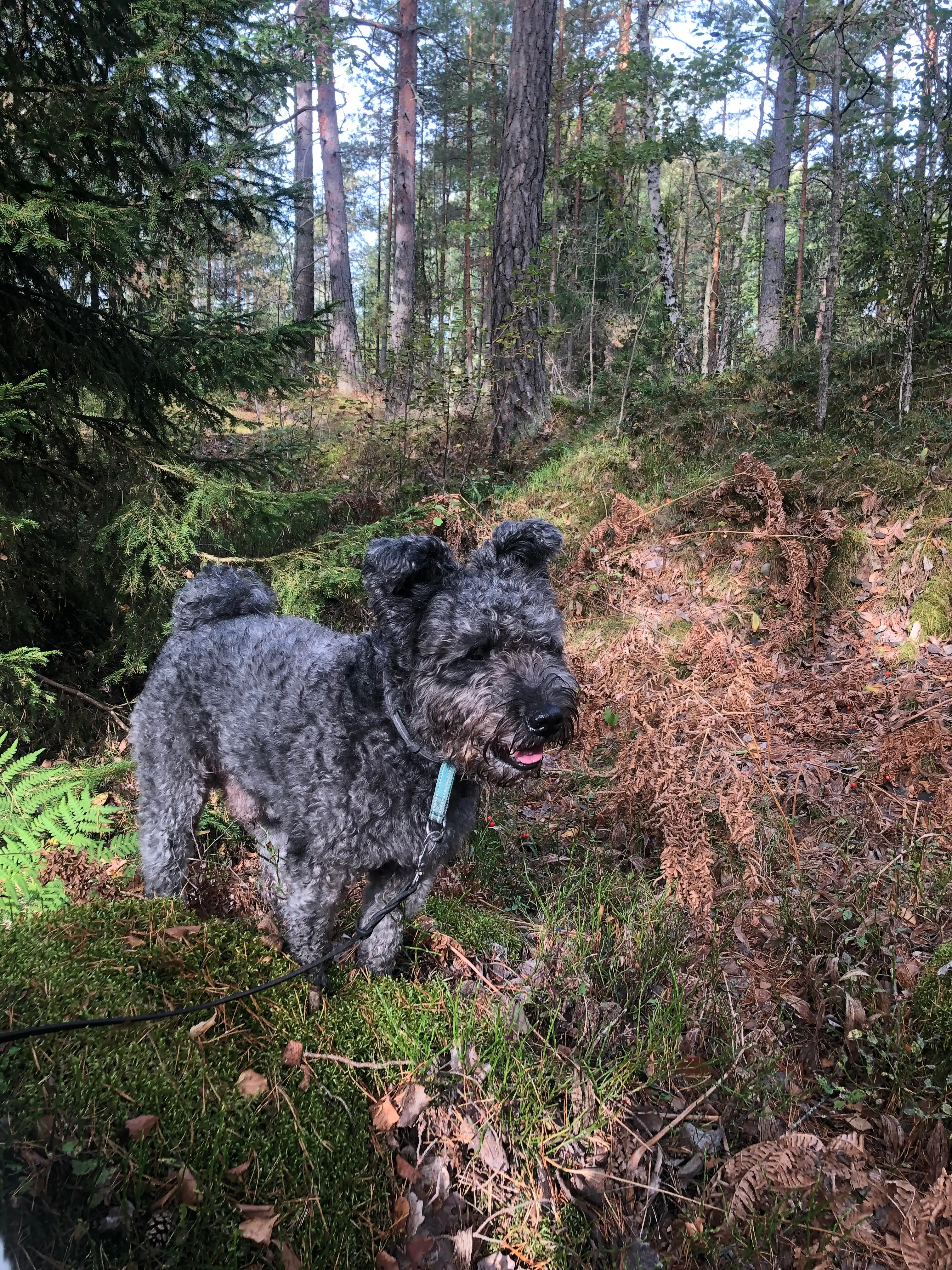 image-6