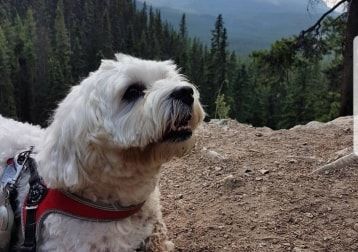 Portrait of Wollie, the dog