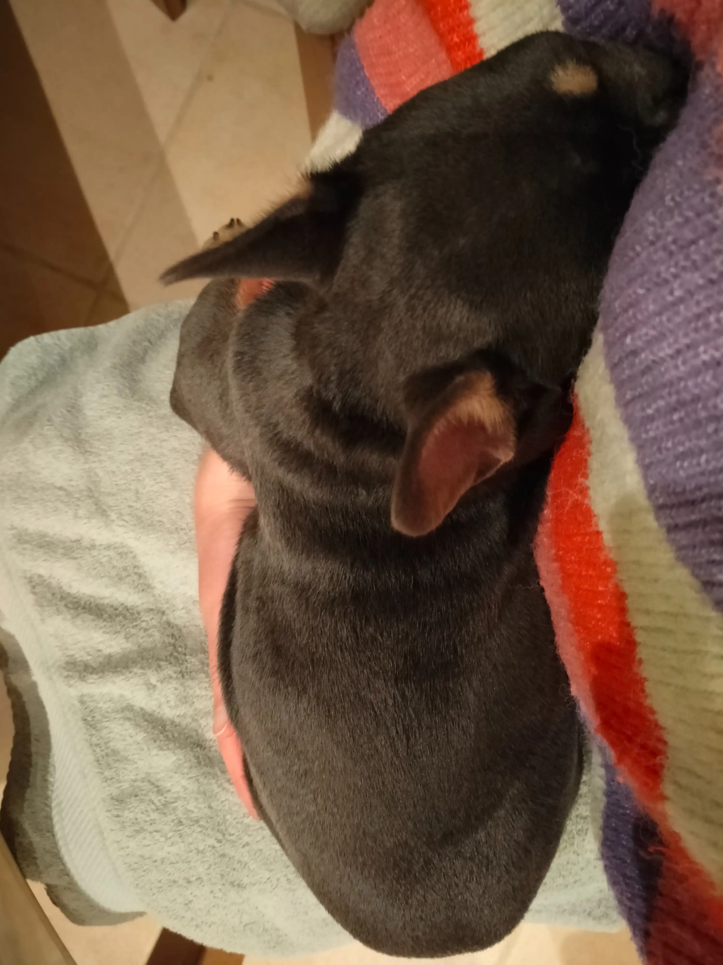 image-7