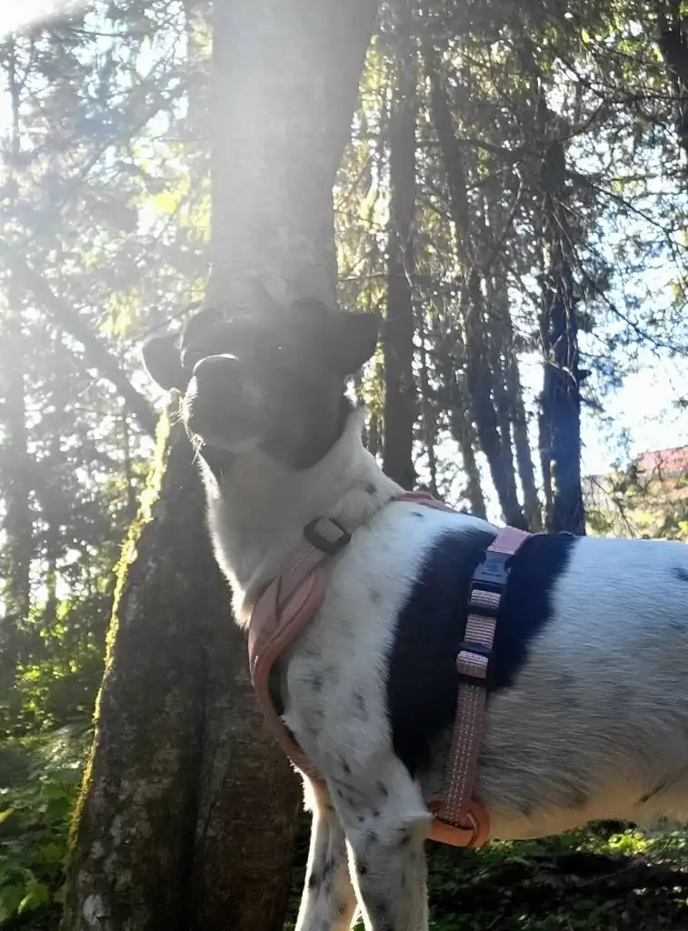 image-8
