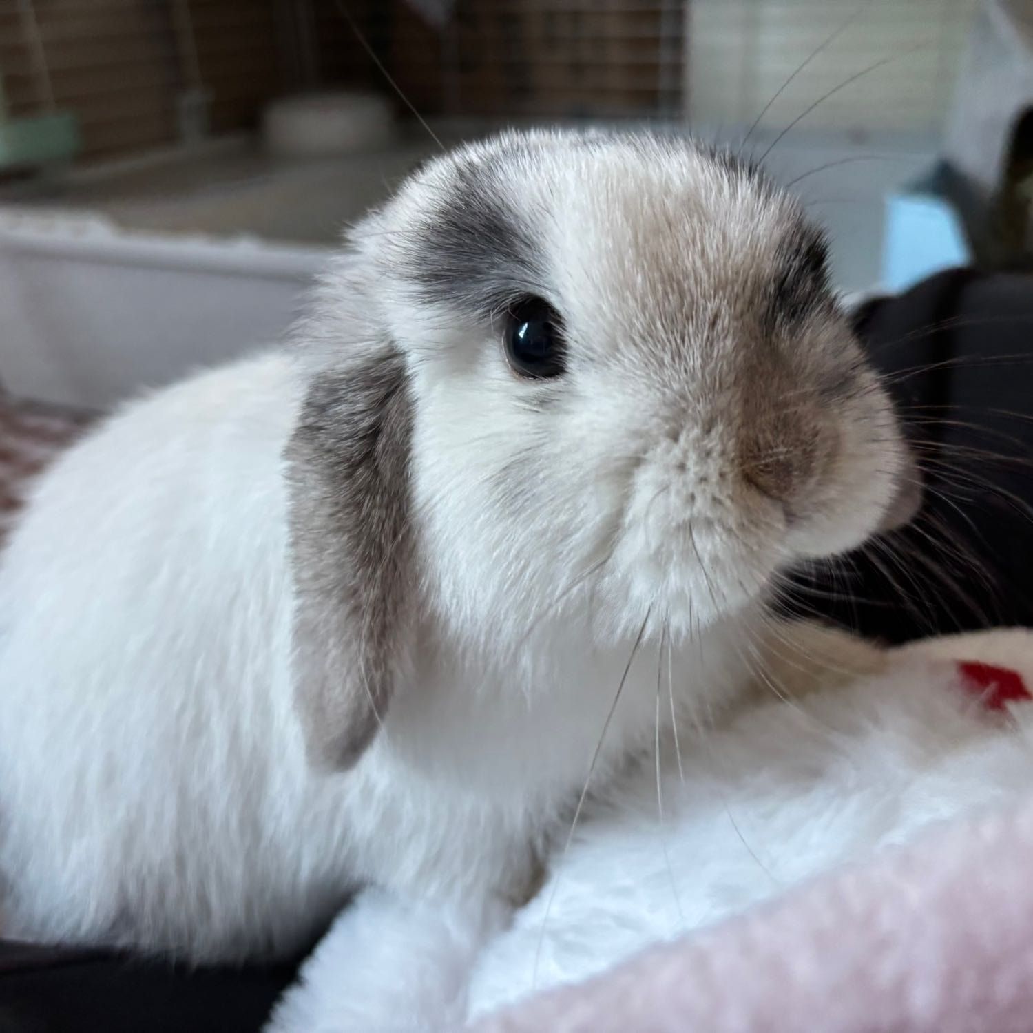 Portrait of Boppy, the rabbit