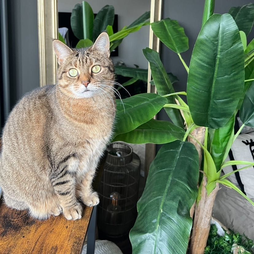 Portrait of Tyga, the cat