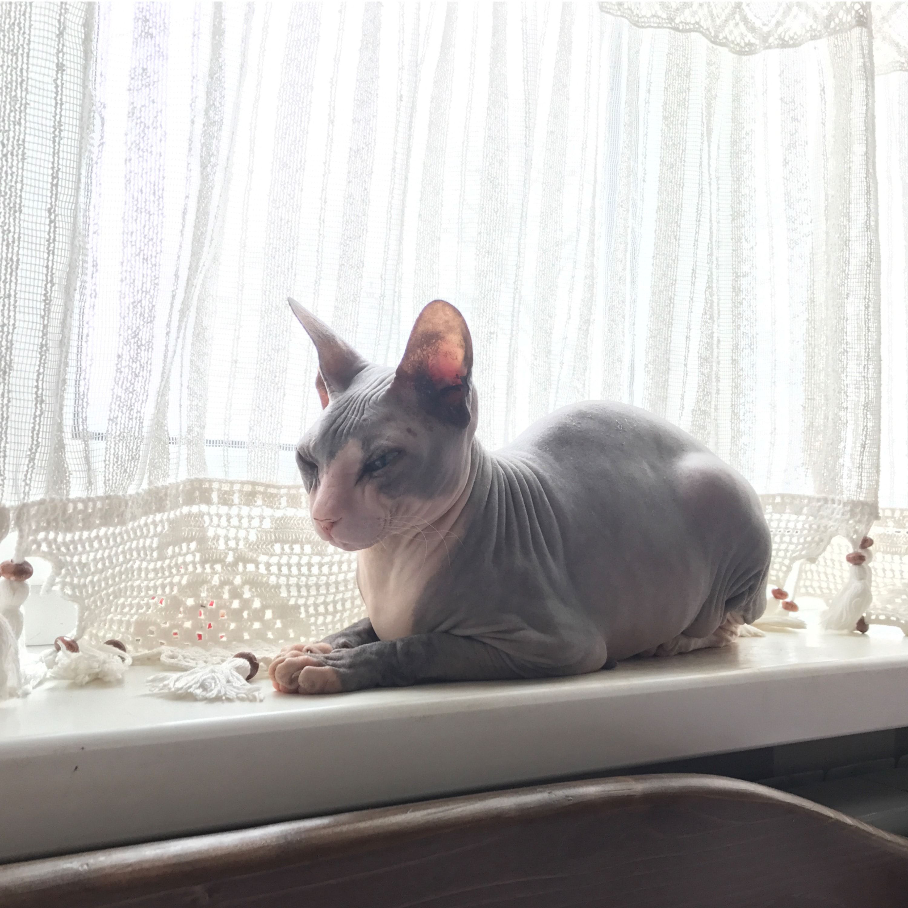 Portrait de Chloe, la cat