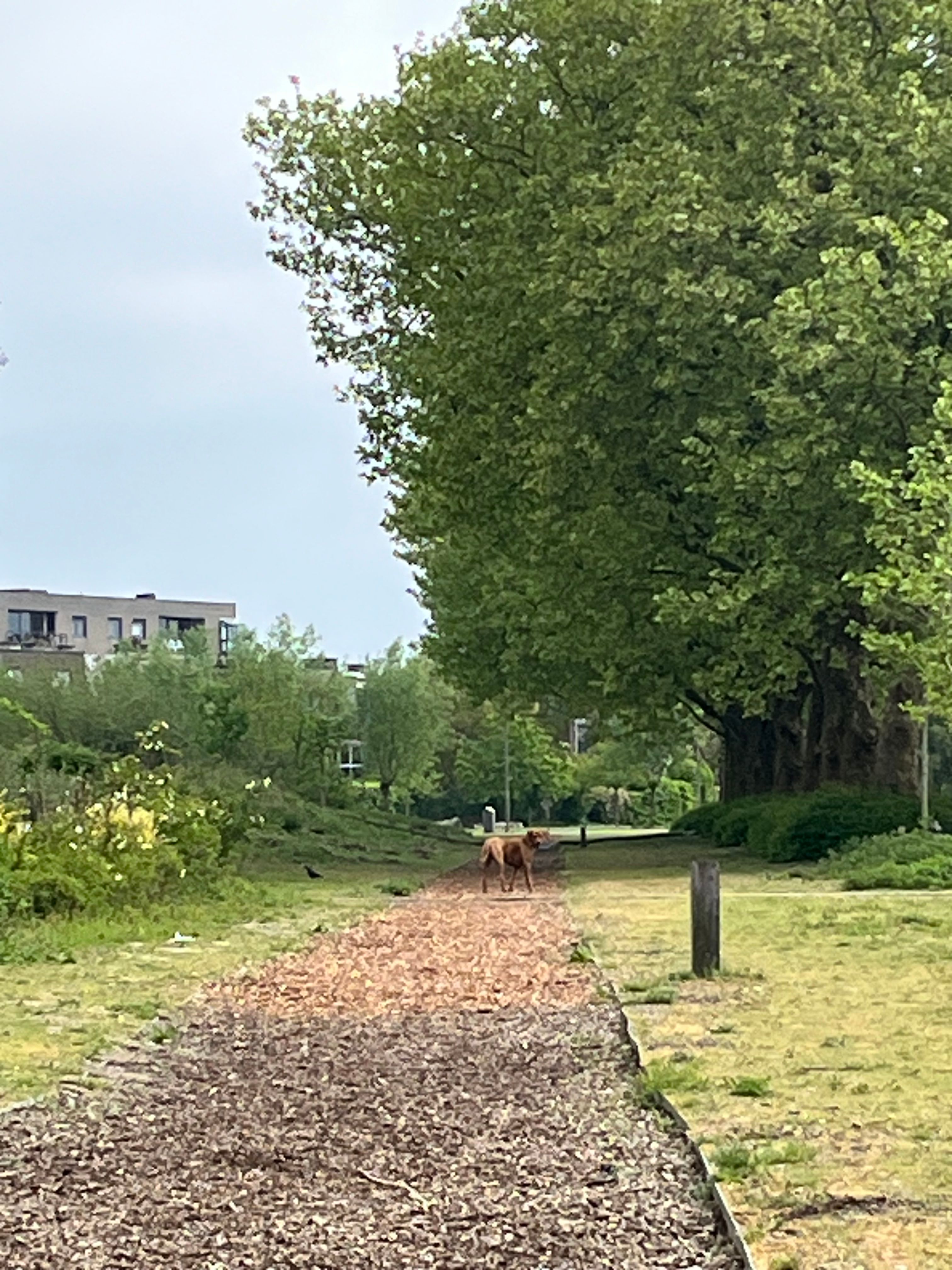 image-18