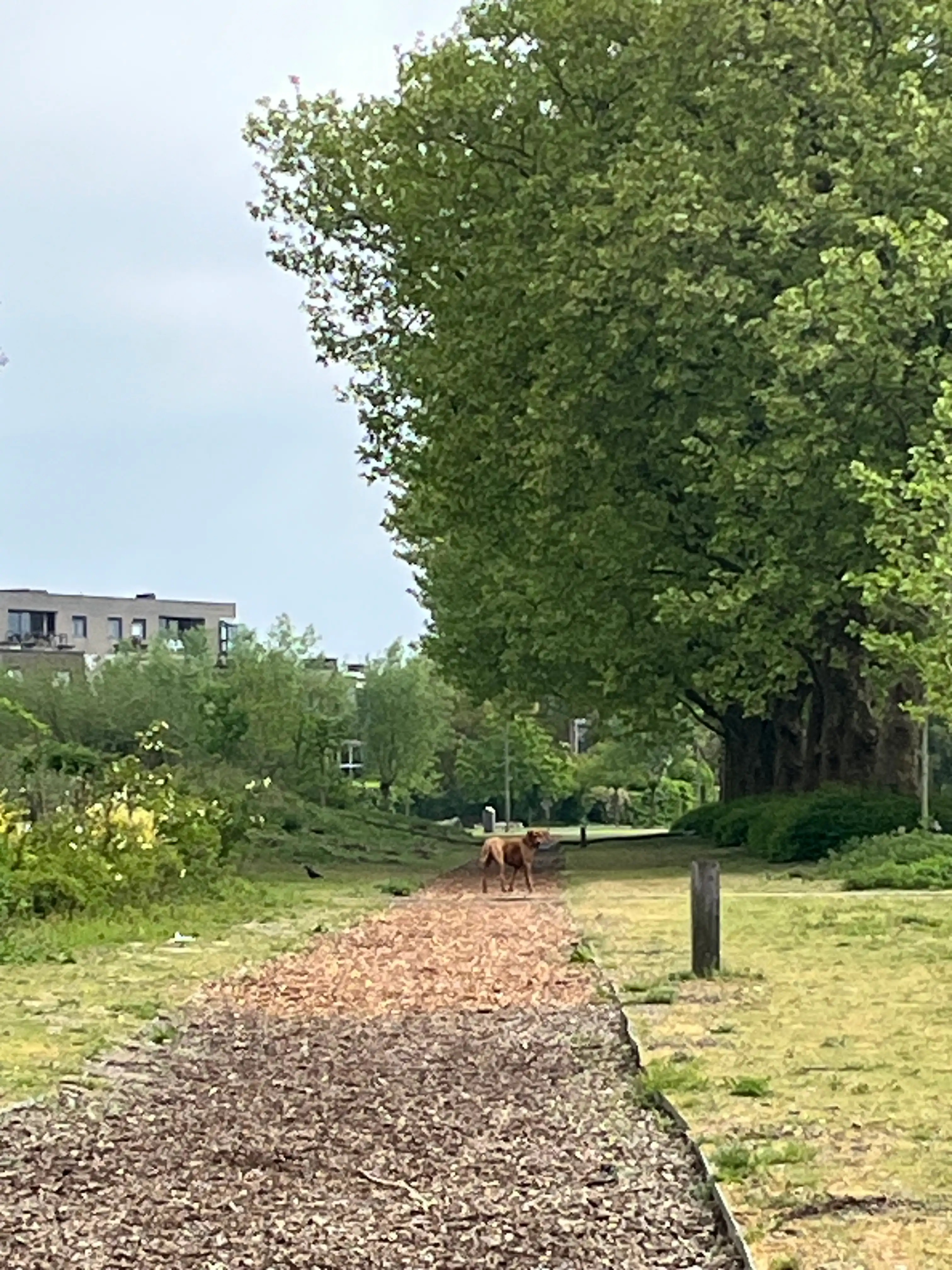 image-18