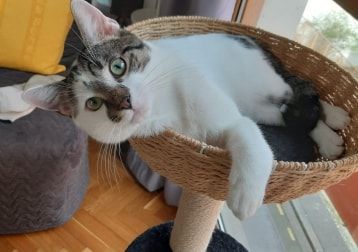 Portrait de César, la cat