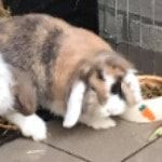 Portretfoto van flora, de rabbit
