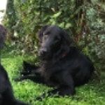 Portretfoto van Lou, de dog