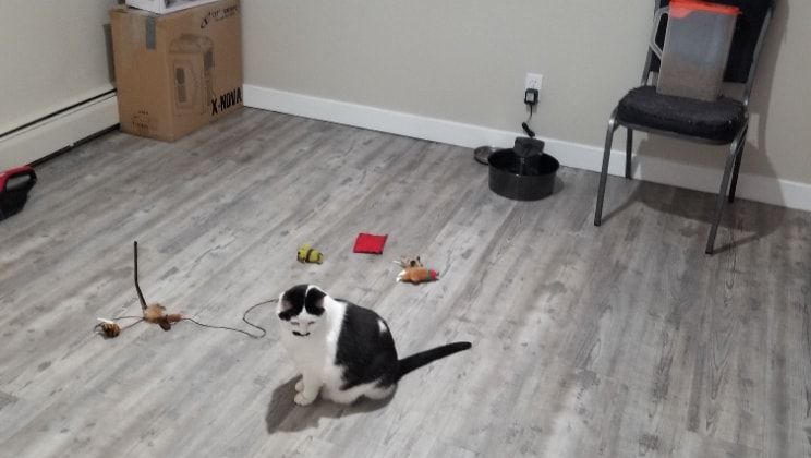 image-7