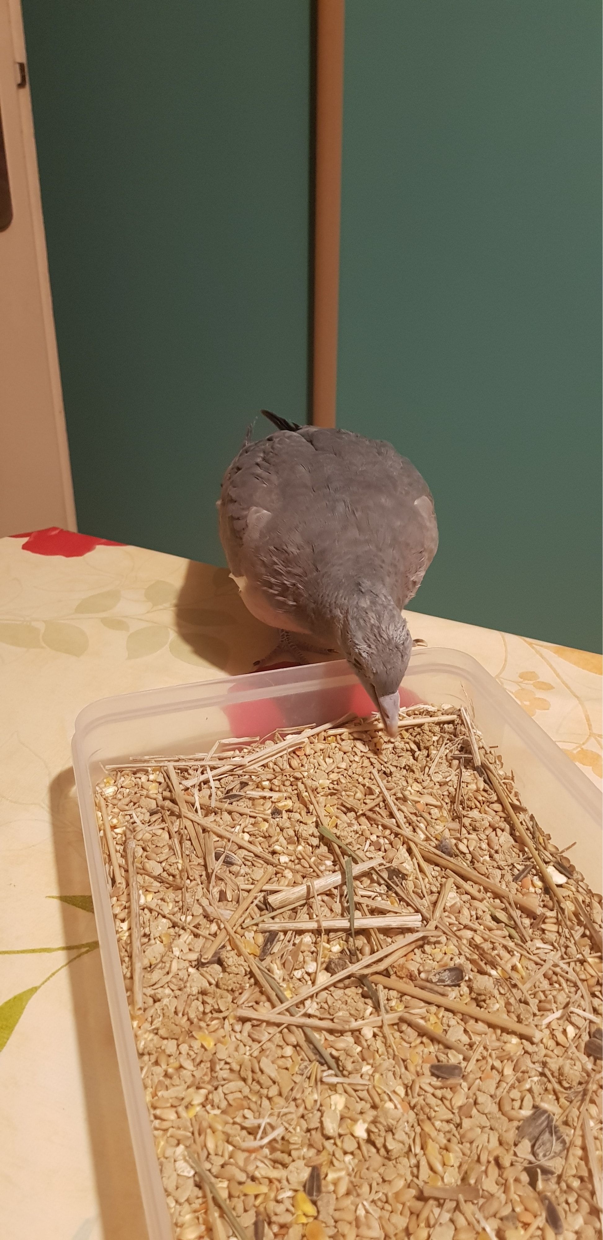 image-7