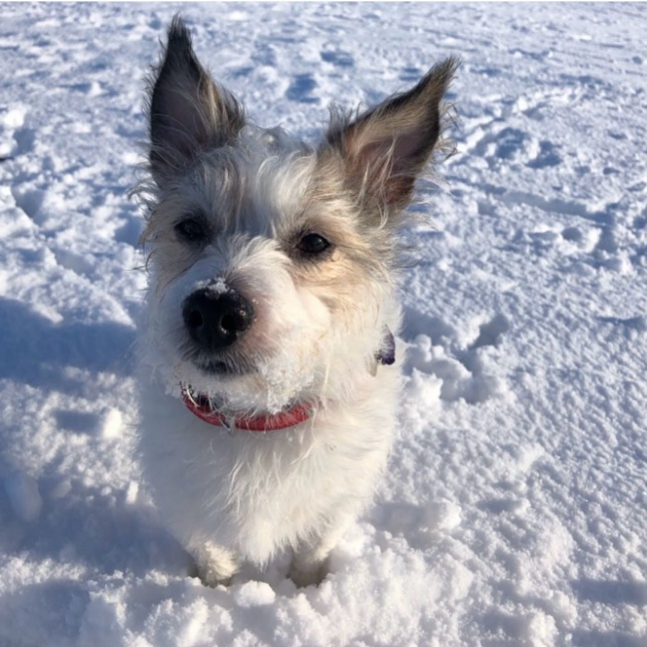 Portrait of Chester, the dog