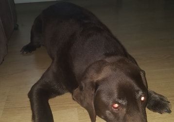 Portretfoto van Dezzle, de dog