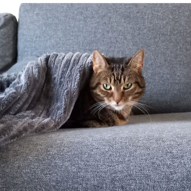 Portretfoto van Tijgertje, de cat