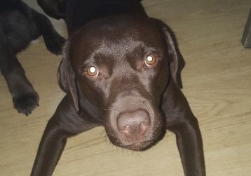 Portretfoto van Bailey, de dog