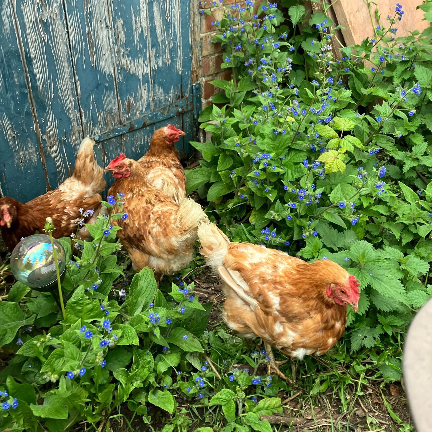 Portrait of Mabel, Paulette, Noreen and Doreen, the bird