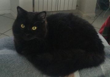 Foto di Berlino, il cat
