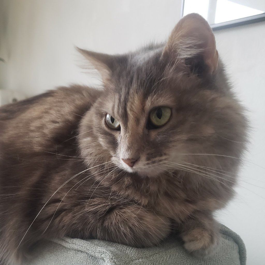 Portrait de Miette, la cat