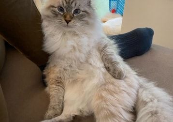 Portät von Alby, cat