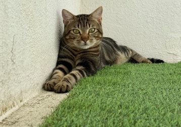 Portrait de Simba, la cat
