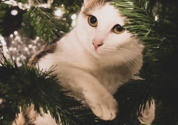 Portrait de Nala, la cat