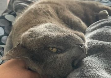 Portrait de Djedi, la cat