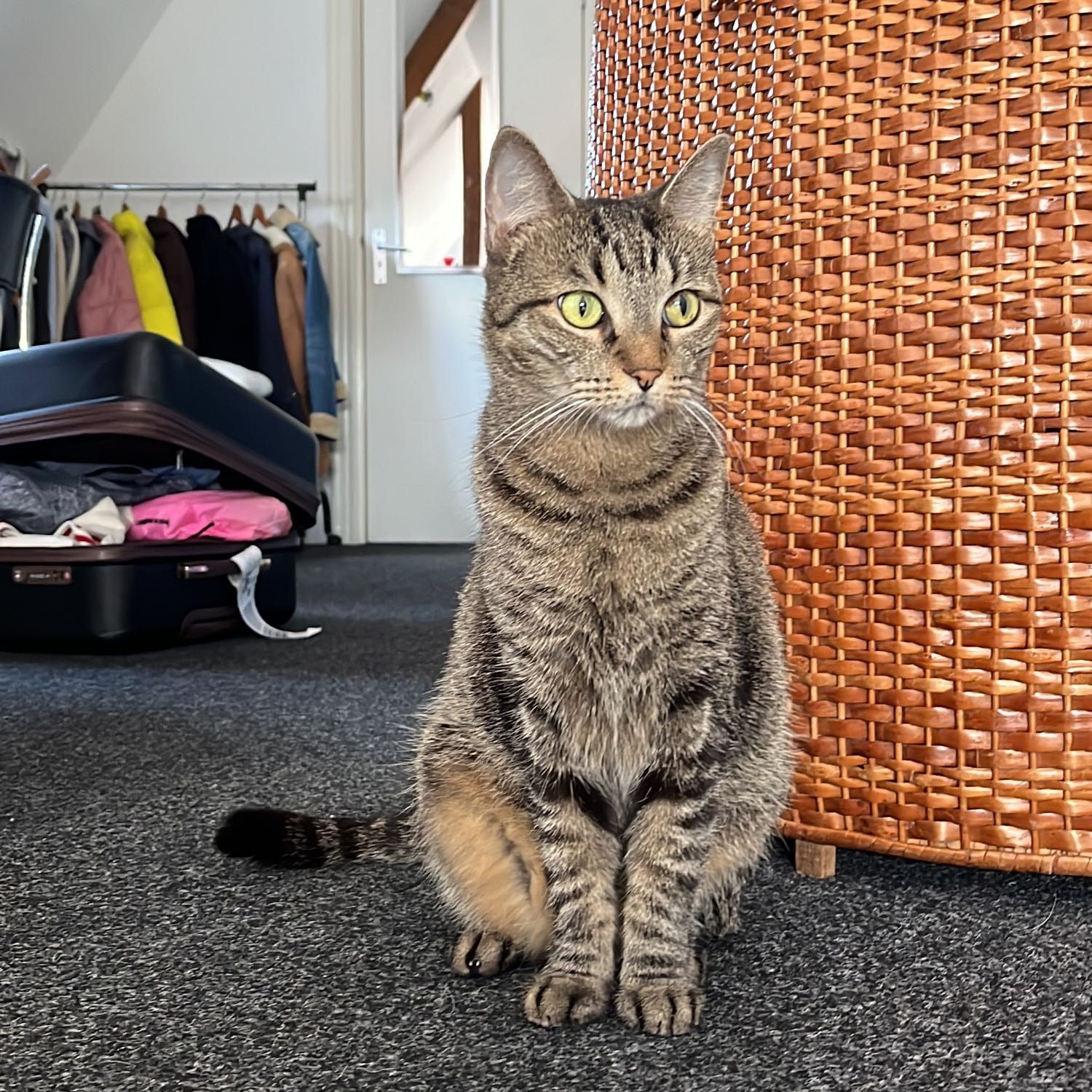 Portretfoto van Honey, de cat