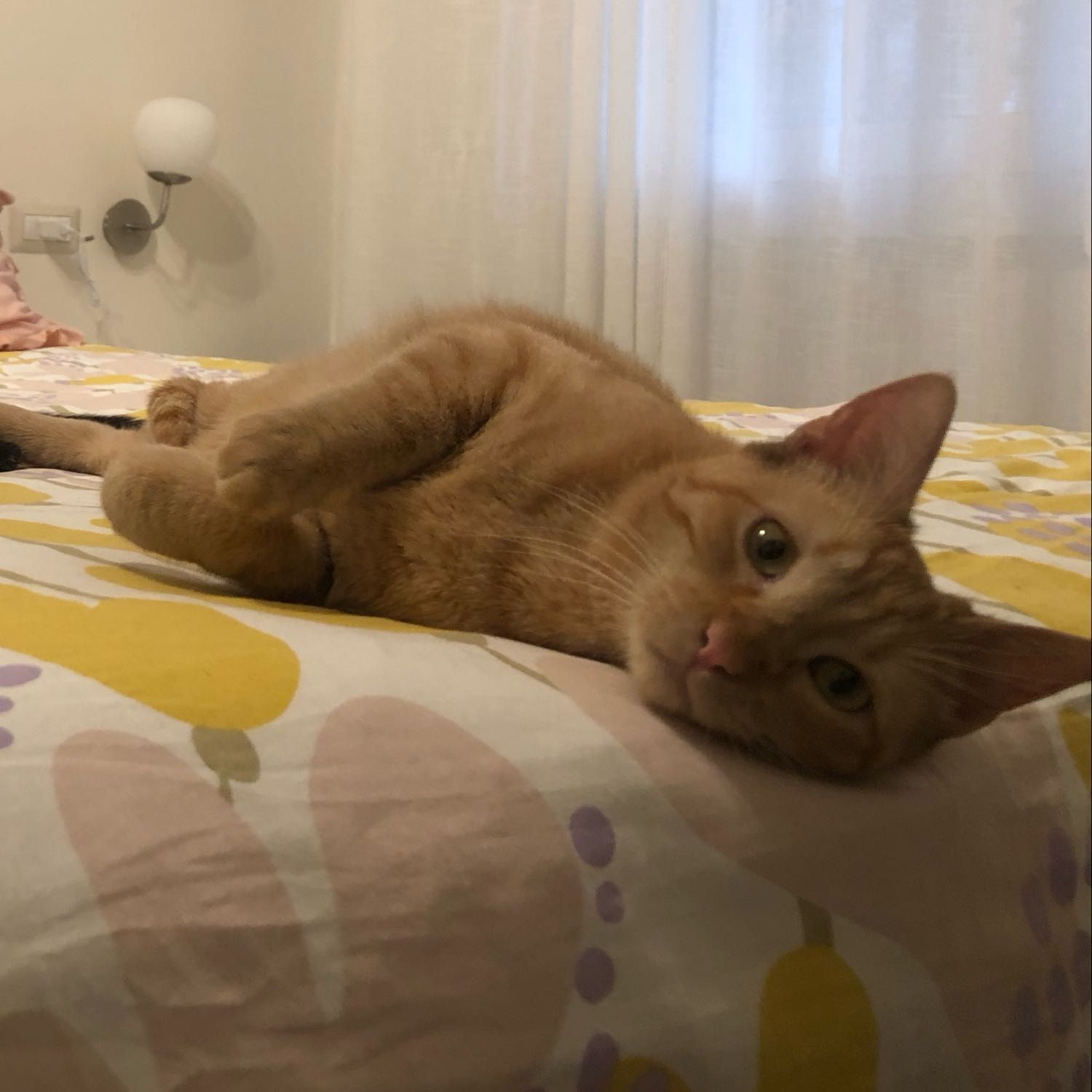 Foto di Nala, il cat