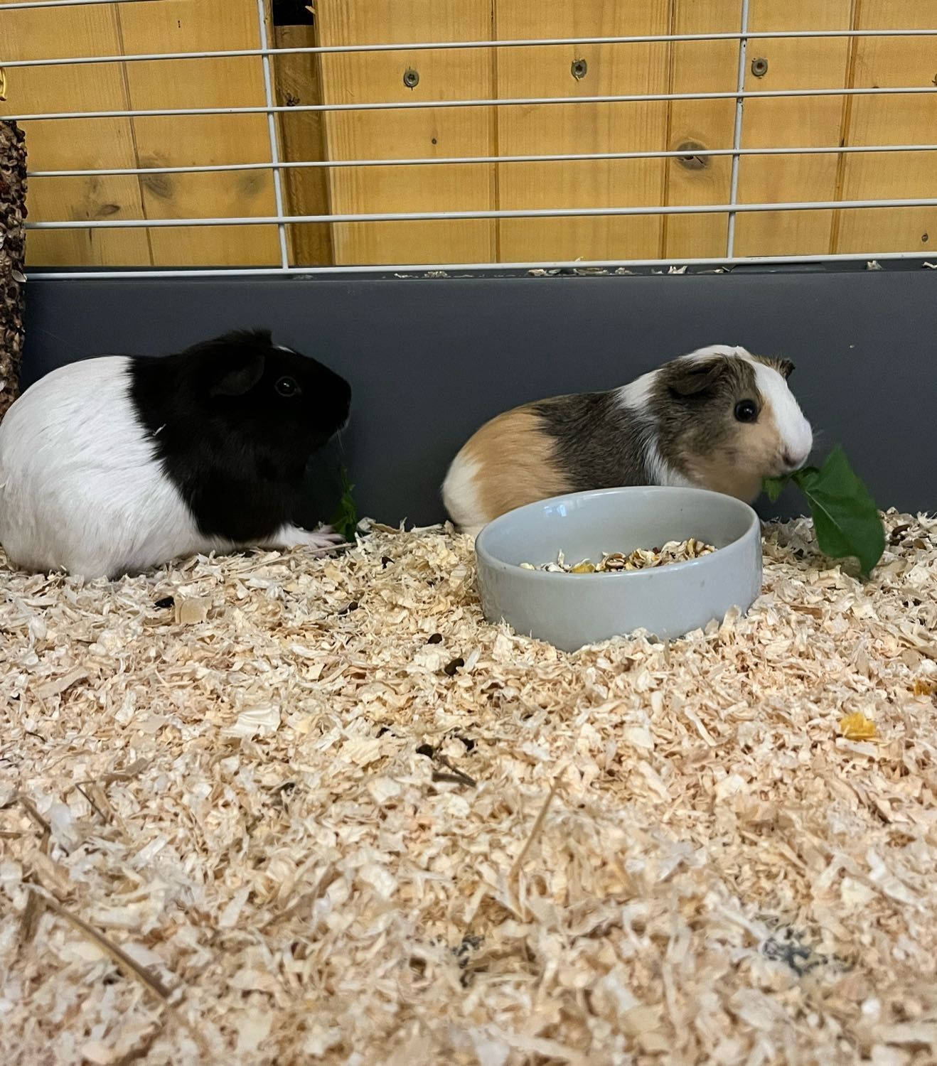 image-21
