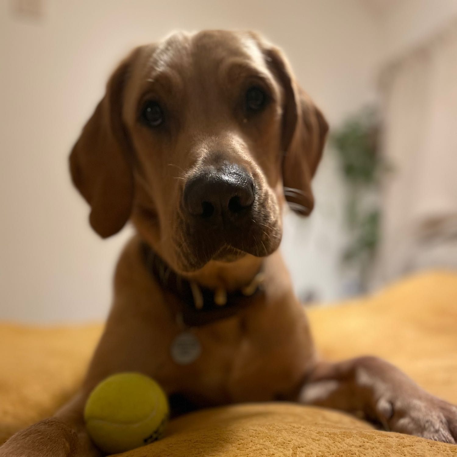 Portrait of Maxou, the dog