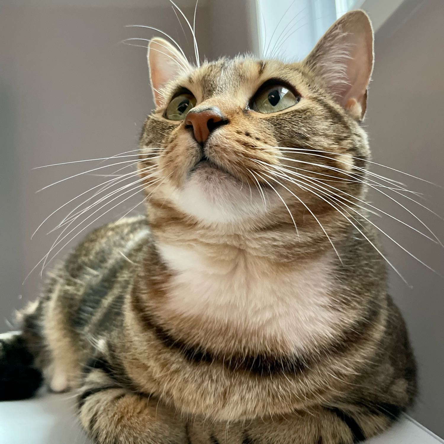 Portrait de Maïa, la cat
