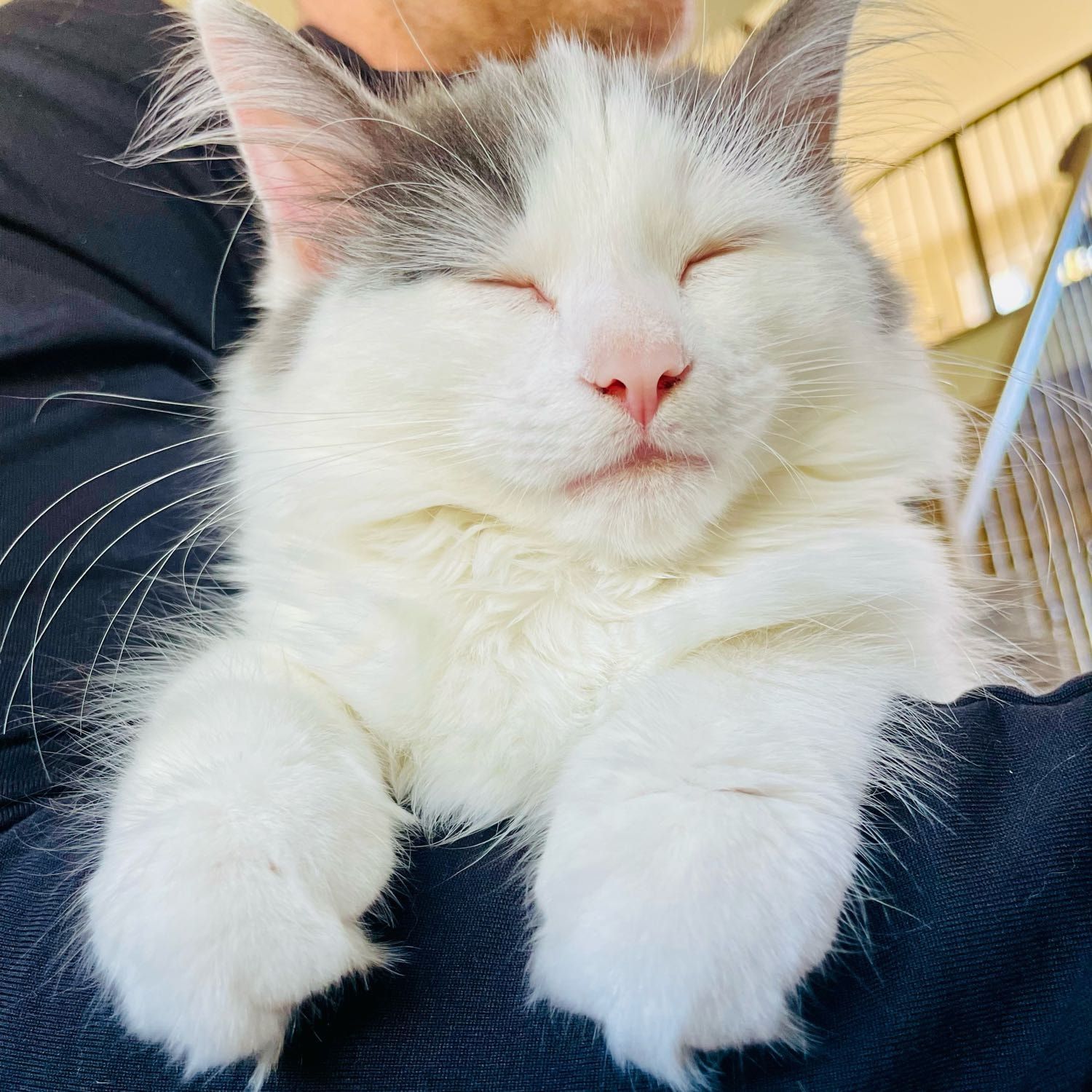 Portrait de Opaline, la cat