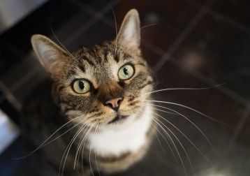Portrait de Saké, la cat