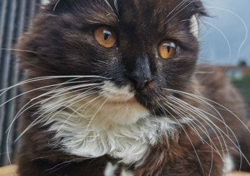 Portretfoto van Akira , de cat