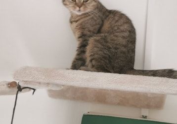 Portretfoto van Dolly, de cat