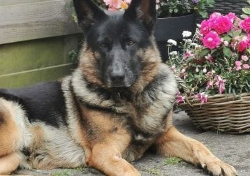 Portretfoto van Kaya, de dog