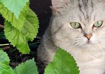 Portretfoto van Chico , de cat