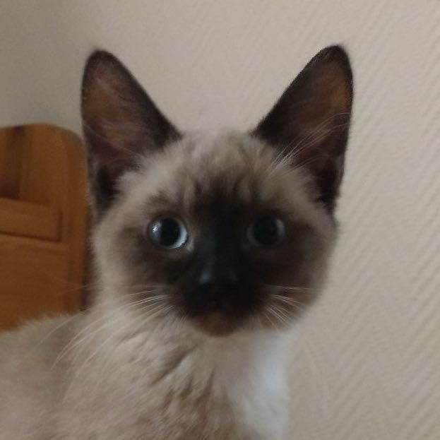 Porträtt av cat Nanachi