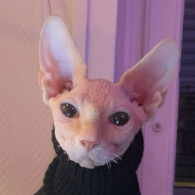 Porträtt av cat Mitty