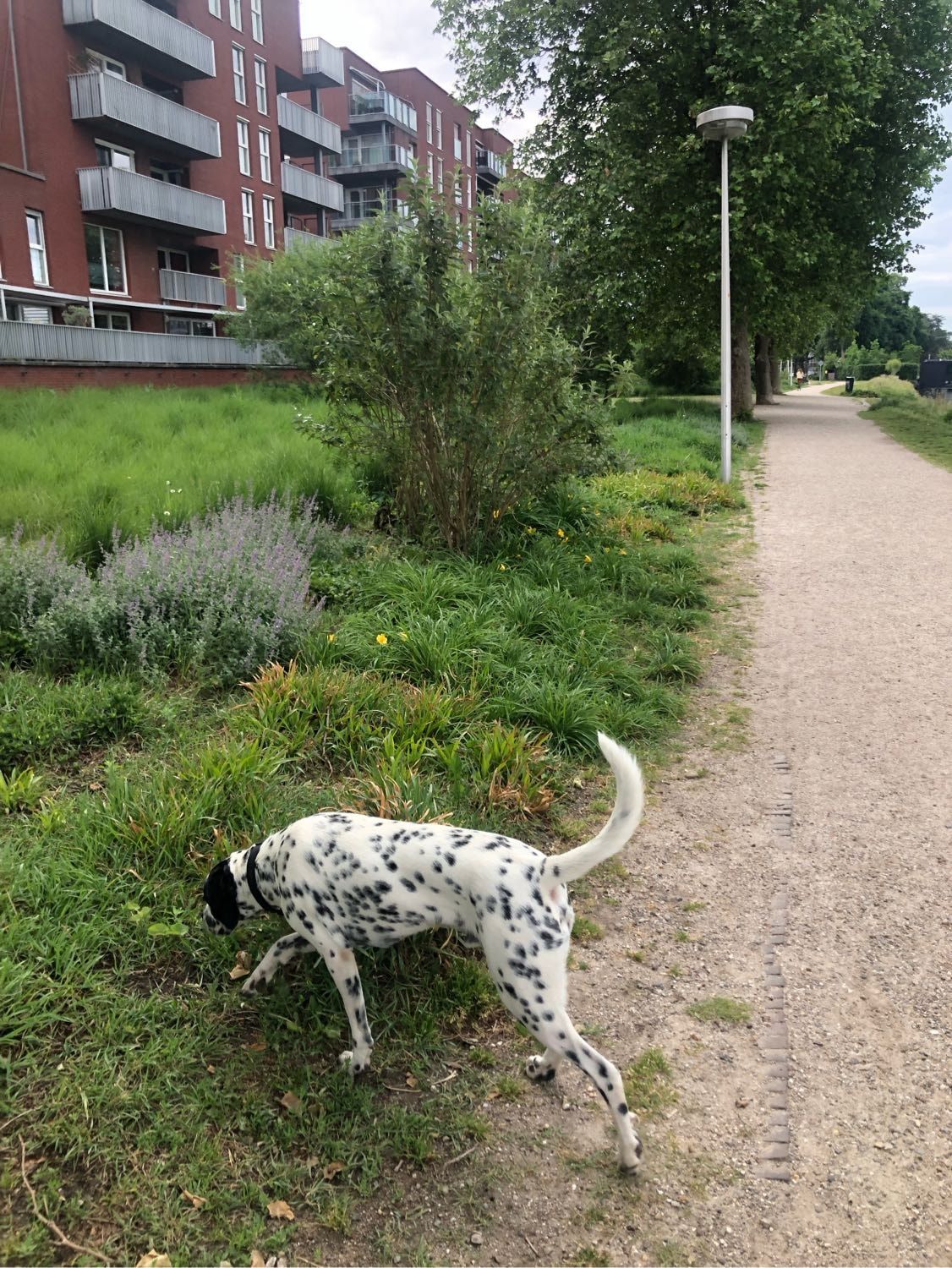 image-19