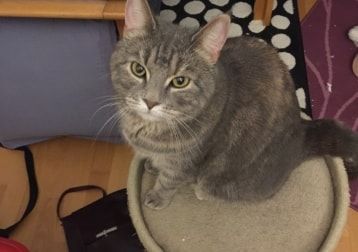 Portræt af Nala, cat
